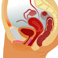 A side view illustration of the internal female reproductive system