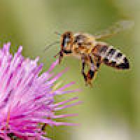 Honeybee approaching a purple flower