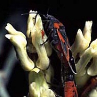 wood beetles