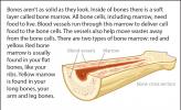 An illustration looking at the inside of a long bone.