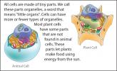 Illustration of an animal cell versus a plant cell.