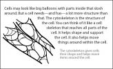 Illustration of cytoskeleton.