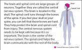 Illustration of a human body, pointing out the brain and spinal cord.