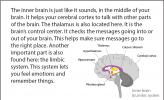 Illustration of the inner (or middle) brain.