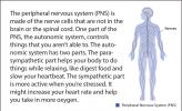 Illustration of the peripheral nervous system.