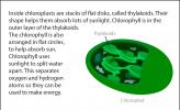 An illustration of the inside of a chloroplast.