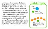 An illustration of the basics of the Calvin Cycle.