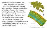 Close-up illustration of plant tissue, showing stomata and different cell types.