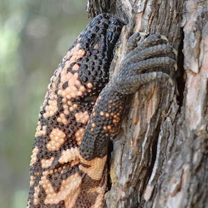 A Gila monster in a pine tree