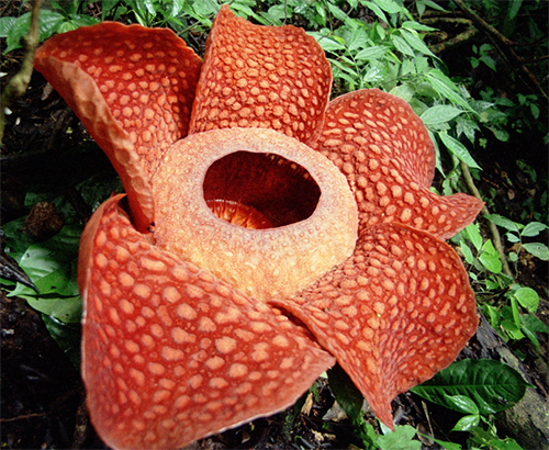 Rafflesia plant