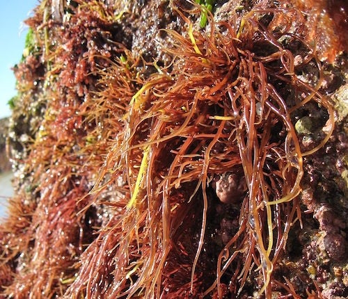 Red and brown algae may also be photosynthetic