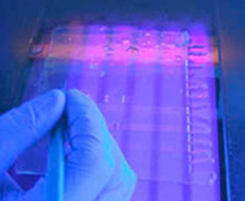 PCR analysis