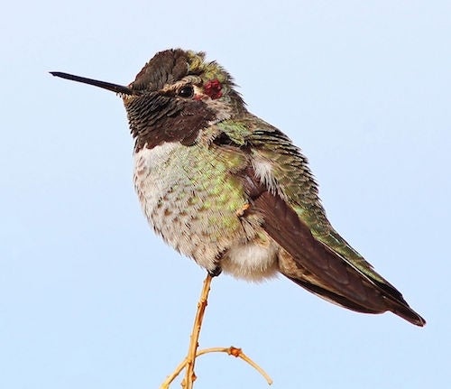 Anna's hummingbird