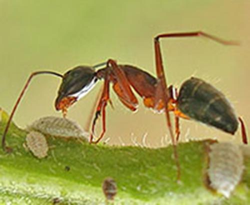 An ant tending to scale insects