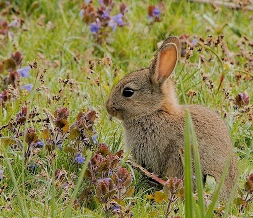 Baby rabbit