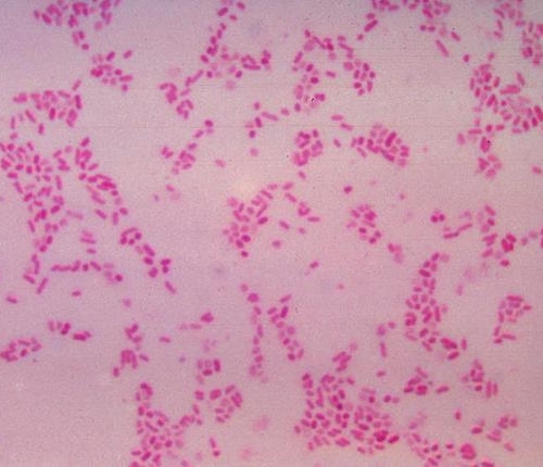 bacterias del intestino humano