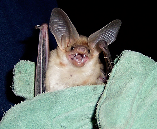 pallid bat being held