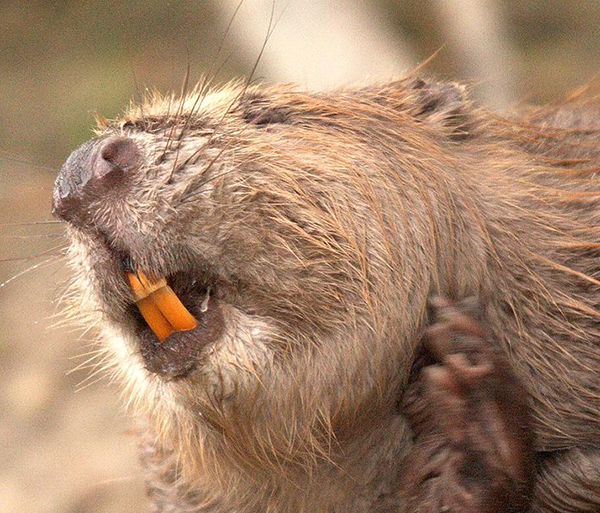 Beaver teeth