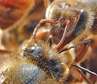 Abejas obreras comunicándose