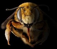 ¿Están desapareciendo las abejas?