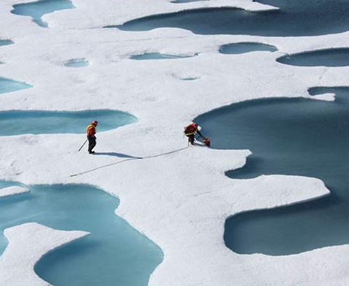 Biologistes sur la fonte des glaces dans l'Arctique