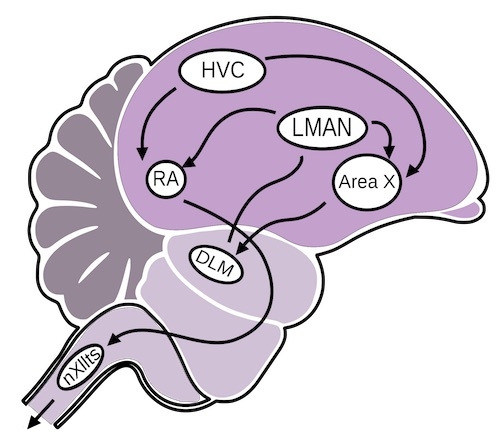 Bird brain pathway