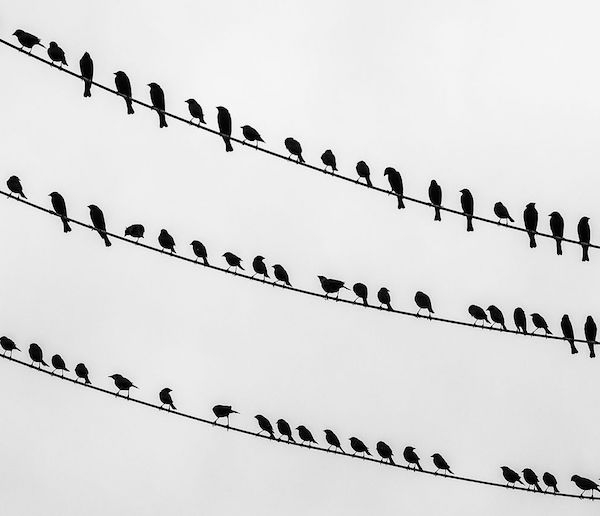 birds on a wire