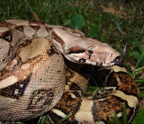 Boa constrictor