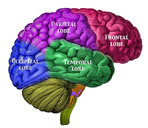 Lobes cérébraux étiquetés