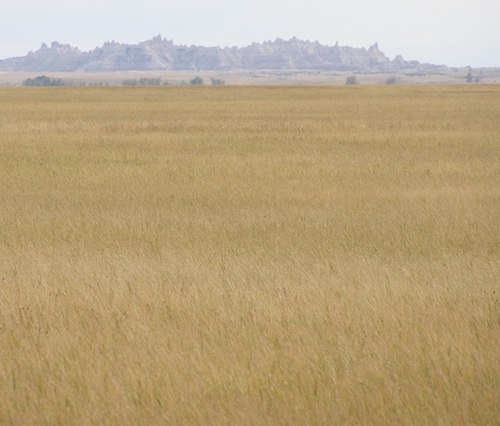 Buffalo gap national grassland