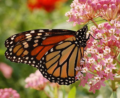 Monarch butterfly