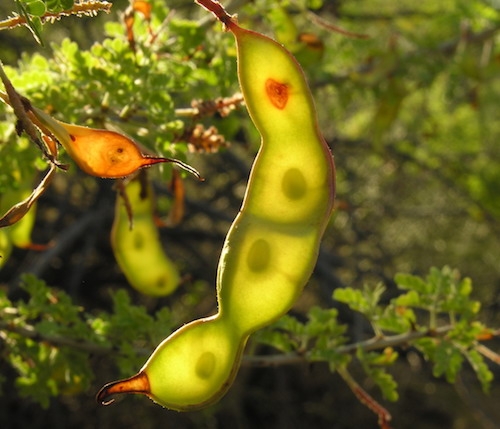 Catclaw acacia pods