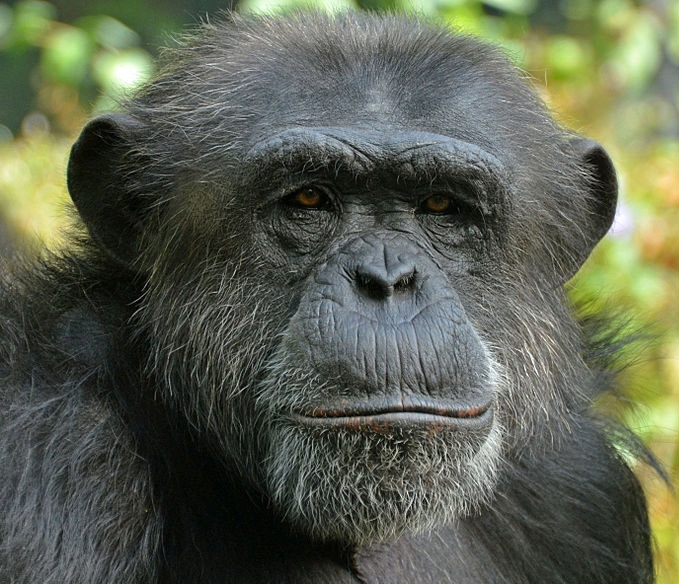 Chimpanzee