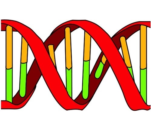 Icon of DNA showing double helix and nuleotide bases