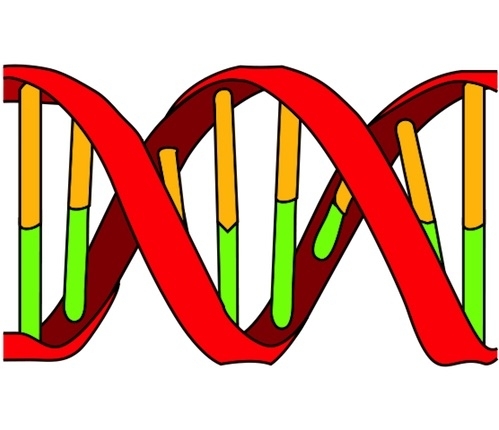 DNA