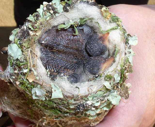 Hummingbird nest