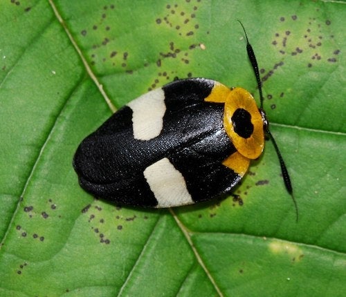 Ecuador cockroach