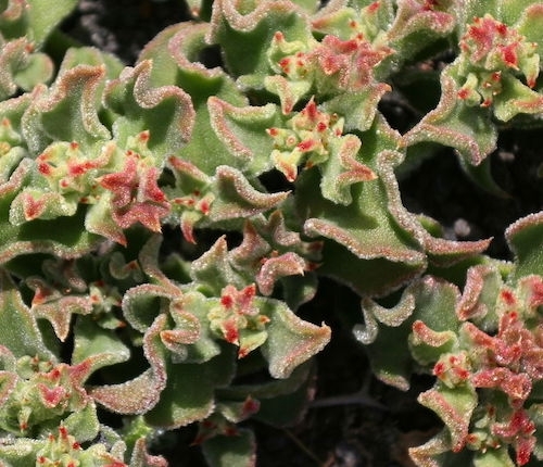 Planta de hielo