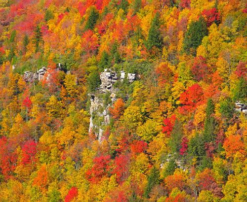 A forest with changing colors of autumn