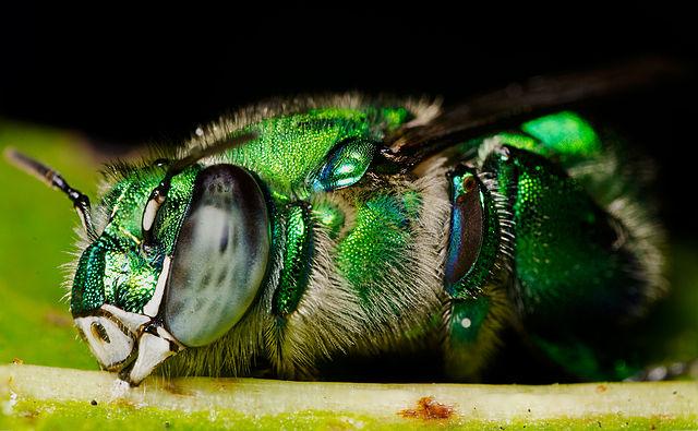 Female orchid bee