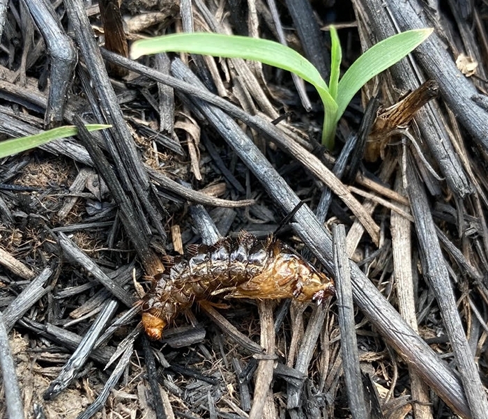 Image de larve d'insecte frite.