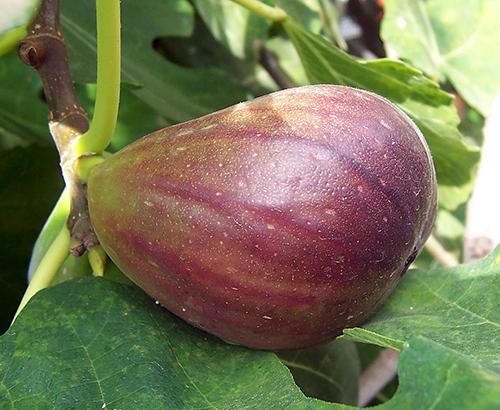 A fig fruit