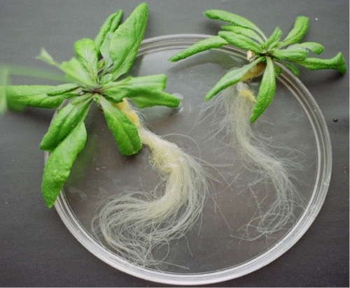 Raíces de Arabidopsis laboratorio de Gaxiola