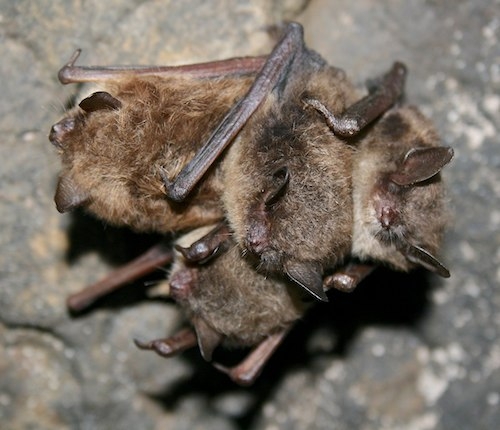 Three hibernating bats huddled together.