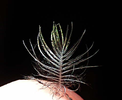 hummingbird feather