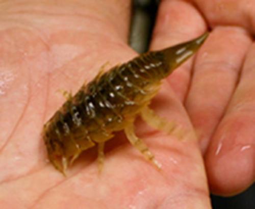 Isopod