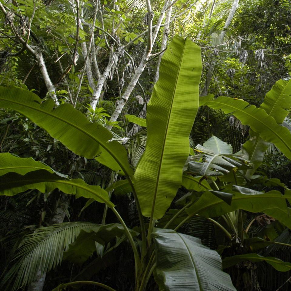 Rainforest plants, image links to Top Questions page