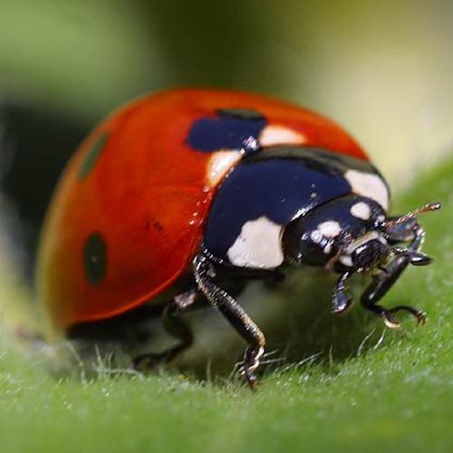 A lady bug, image links to Top Questions page