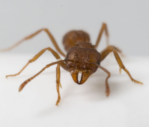 Leafcutter ant close-up