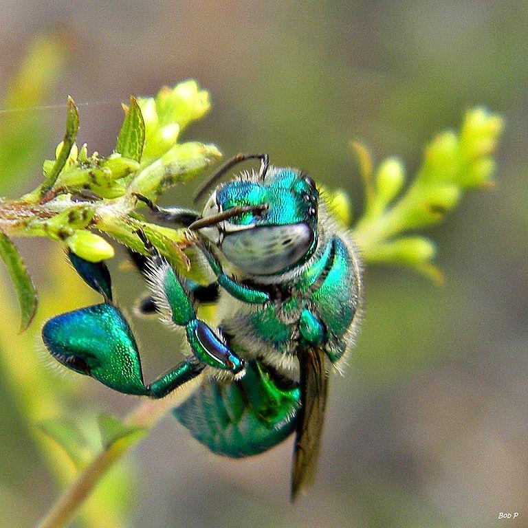 machos de las abejas de las orquídeas 